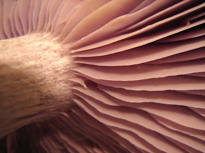 entoloma sinuatum?????